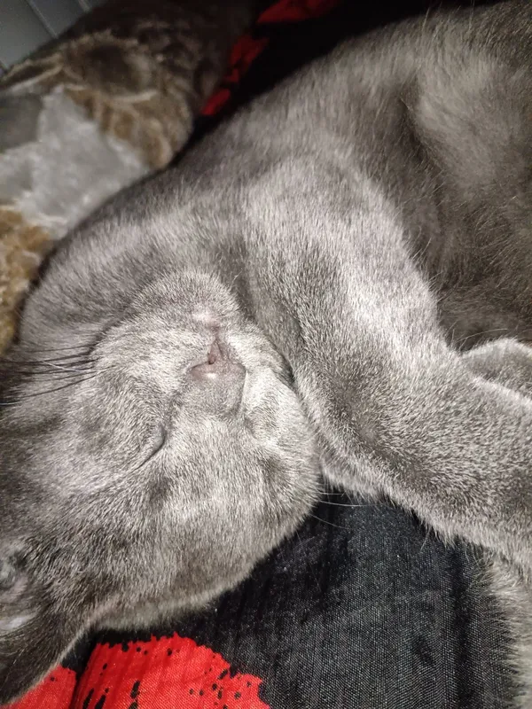 Mushuk Scottish Fold, ozoda, toza boqilgan 5 oylik 5 Mushuk Scottish Fold, ozoda, toza boqilgan 5 oylik 5
