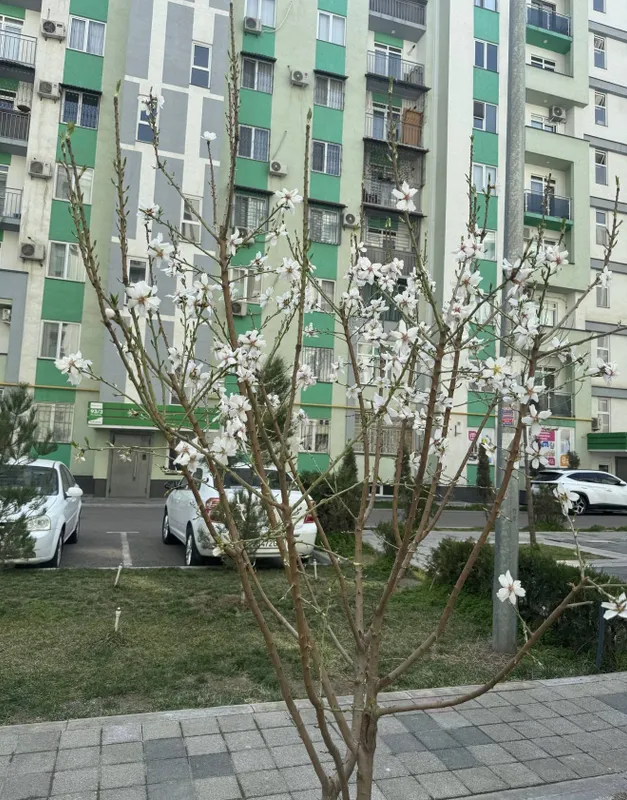 Аренда ул. Мактумкули новостройка