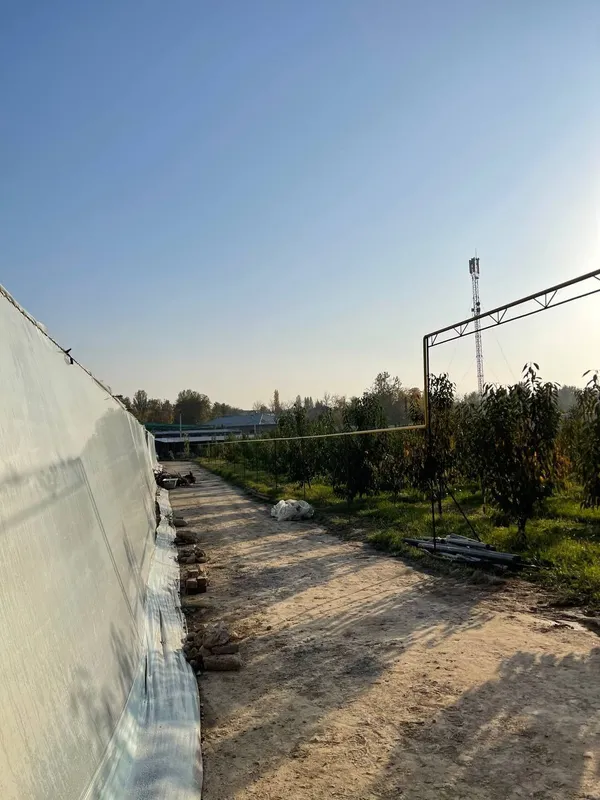 Teplitsa sotiladi hamma sharoit bor — фото 1