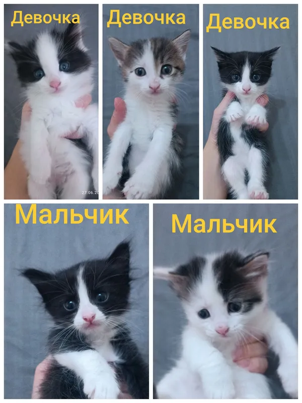 Отдам даром котят срочно.