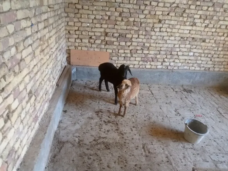 Egiz barra sotiladi 2 Egiz barra sotiladi 2