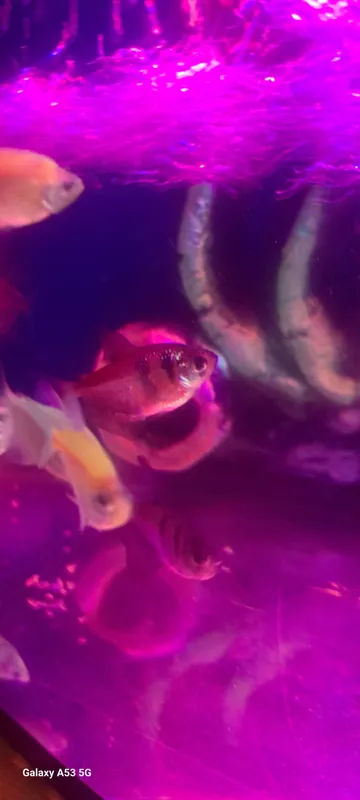 GloFish baliqchalari 2