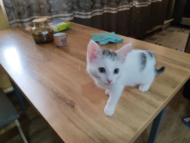 Котята 2мес.мпльчик серый,девочка черно-белая — фото 5