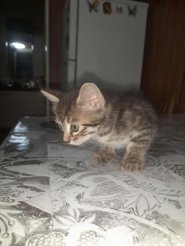 Отдам даром котят — фото 3