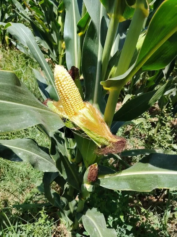 Silos uchun makkajo'xori sotiladi 1 Silos uchun makkajo'xori sotiladi 1