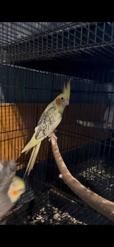 попугаи корелла. дубайские и жемчужные 3 попугаи корелла. дубайские и жемчужные 3