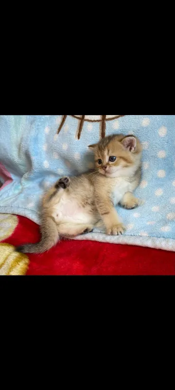 Шотландские котята 4 Шотландские котята 4