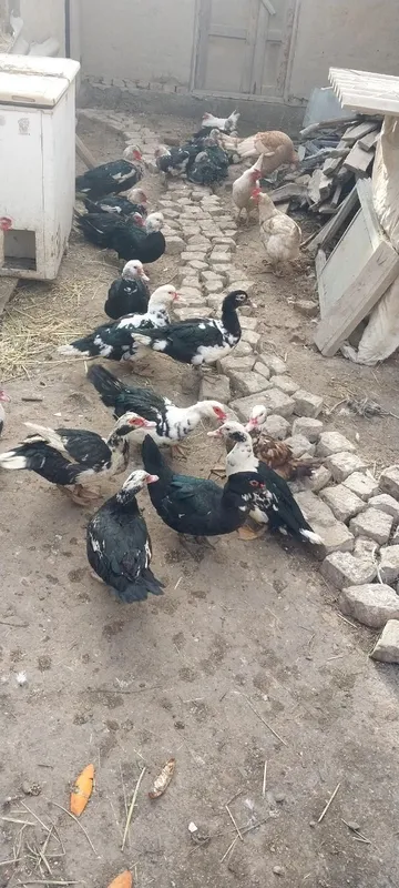 Indavutkalar sotiladi.