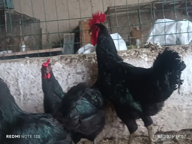 Qora shaxzoda gigant tuxum jo'jalariga zakaz olamiz — фото 3