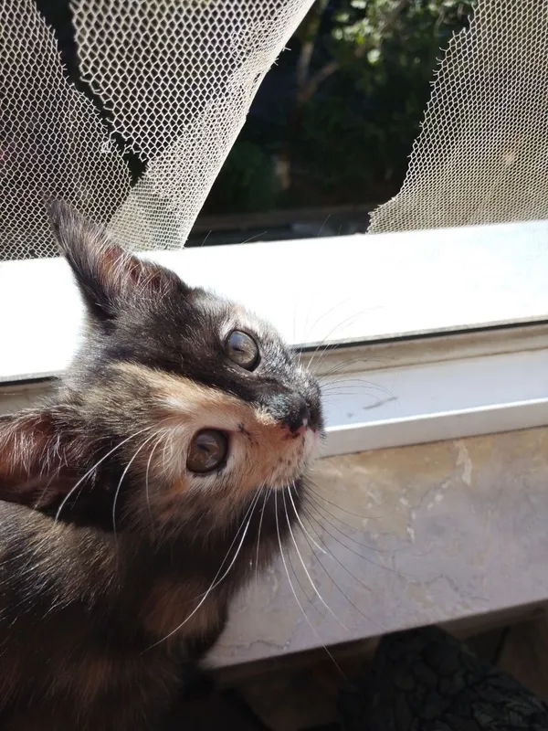 2 месечные котята отдам в хорошие руки отличные охотники — фото 3