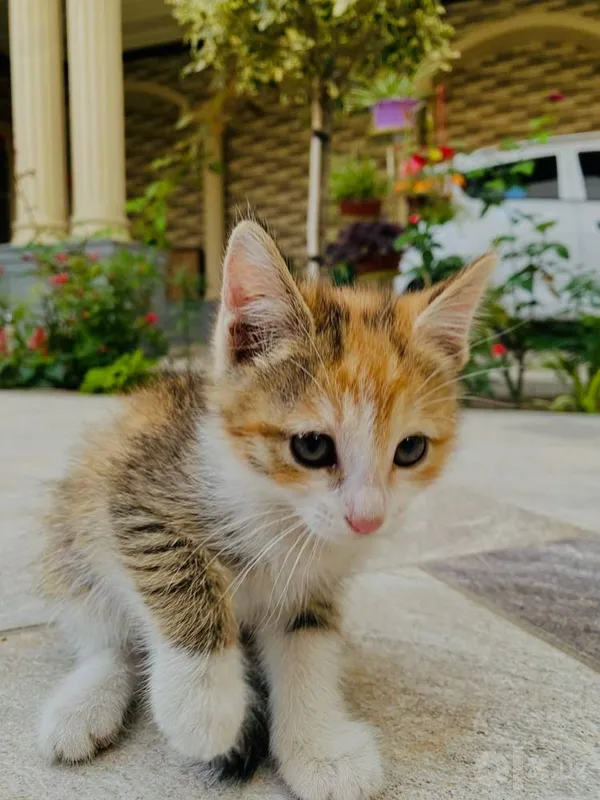Отдам кошек даром 3 Отдам кошек даром 3