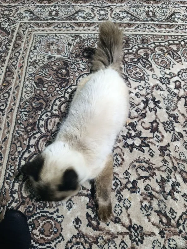 Балинезийской кошка — фото 6