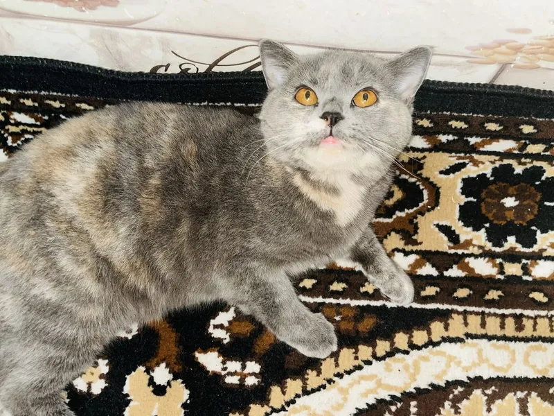 Срочно продается кошка! Британская короткошерстная!