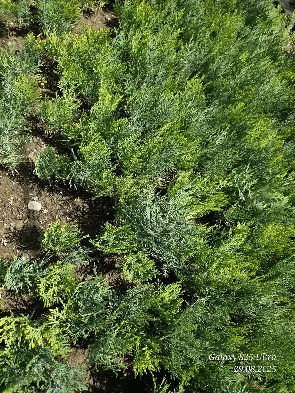 Туя голд кучатлари — фото 7