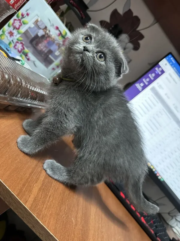 Скотиш фолд сотилади — фото 4