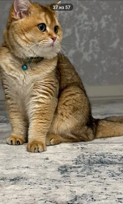 Шотландский фолд, котёнок, 5 месяцев 5