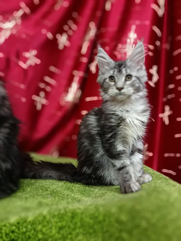котята мейнкун — фото 1