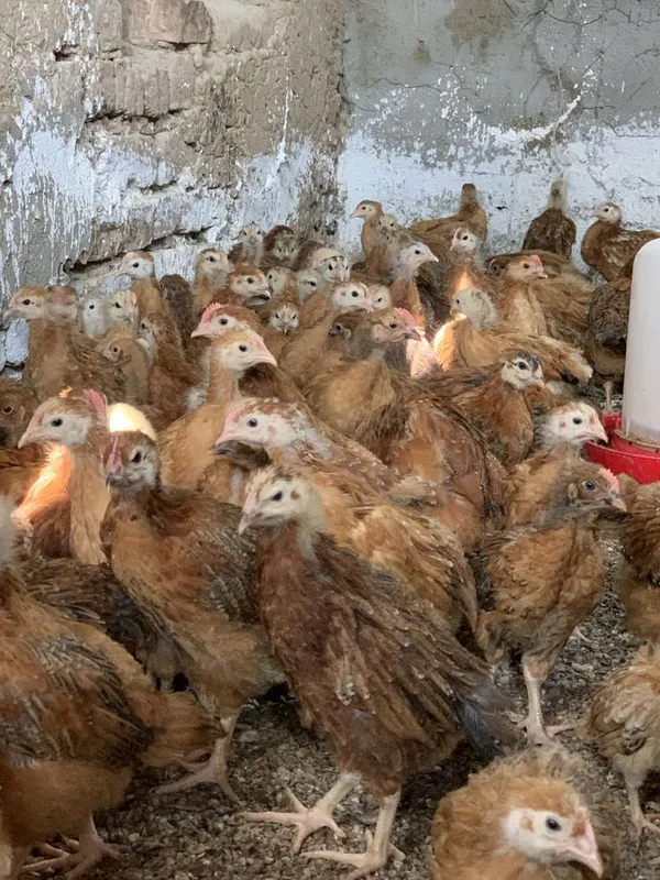 Xan xyap koreya parodasi 1 oylik jo’jalar bor 2 Xan xyap koreya parodasi 1 oylik jo’jalar bor 2