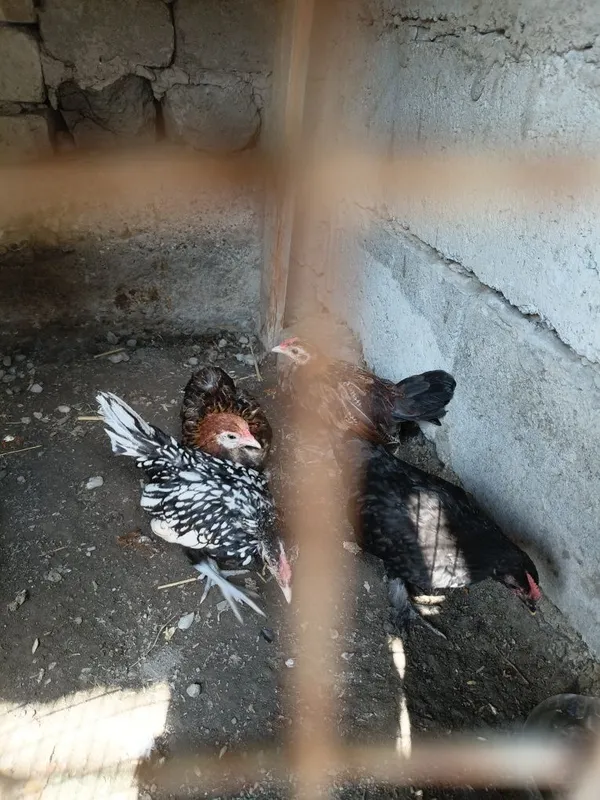 Yaponcha 3oyli soglom