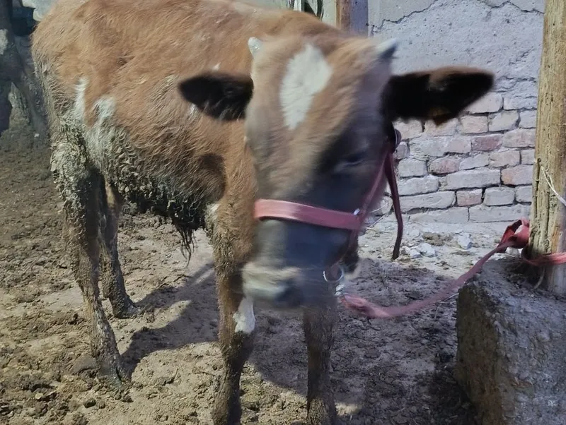 Buqacha sotiladi