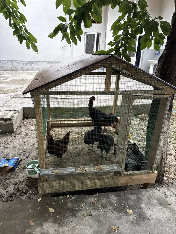 Qora shahzodalar sotiladi Qora shahzodalar sotiladi