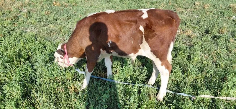 Simental va grenford novoschalar sotiladi 3 Simental va grenford novoschalar sotiladi 3