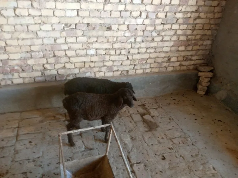 Egiz nar VA moda hisori barra 3 Egiz nar VA moda hisori barra 3