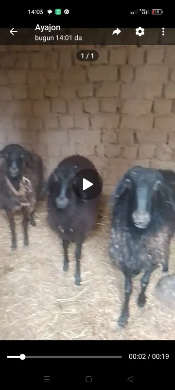 1 ta ona bola qoʻy va 2 ta qornida bolasi bor qoʻylar sotiladi — фото 1