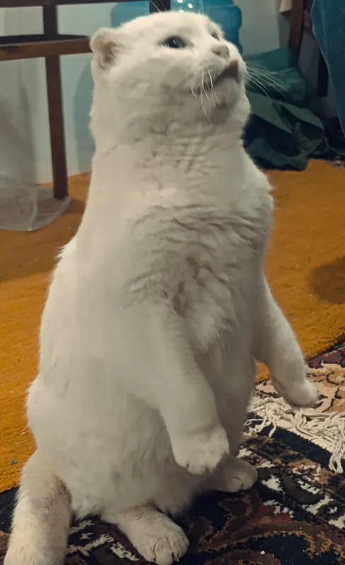 Scottish fold срочно сотилади
