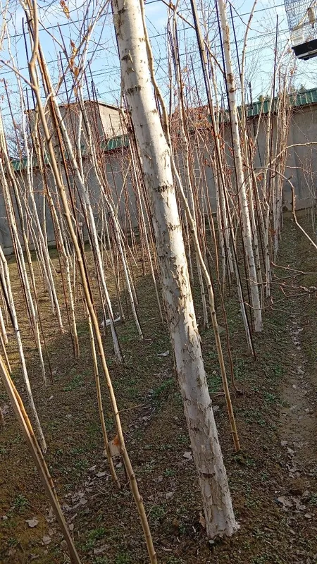 Beroza kochat daraxtlar