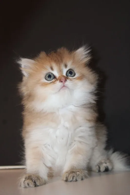 Золотая Шиншилла — фото 3