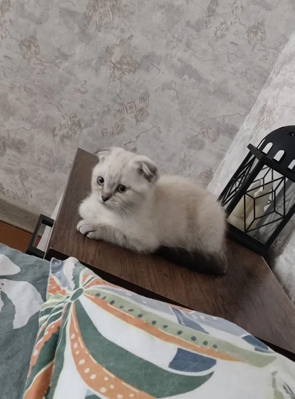 Продается котенок Скоттиш фолд девочка 3 Продается котенок Скоттиш фолд девочка 3
