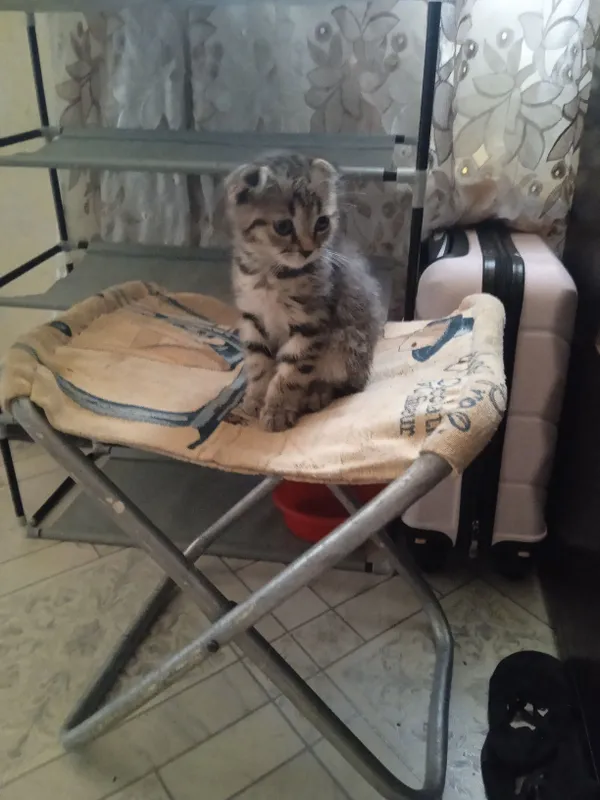 Продам шотландского котёнка