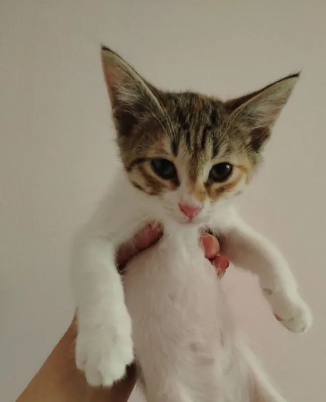 Котята — фото 6 Котята — фото 6