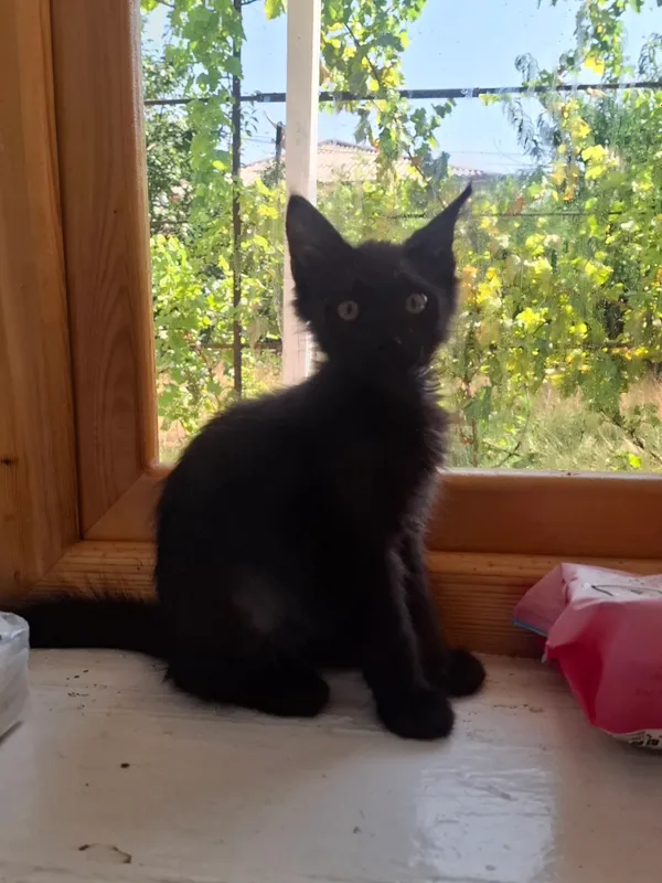 Милые домашние котята (бесплатно) 6 Милые домашние котята (бесплатно) 6