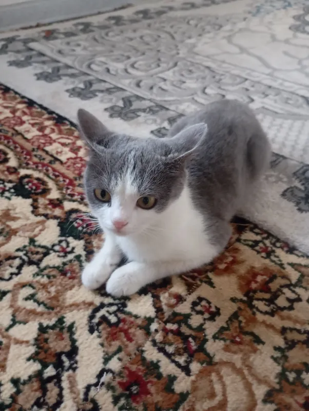 Кошка 2 Кошка 2