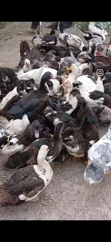 Индаутка жужалари бор 3