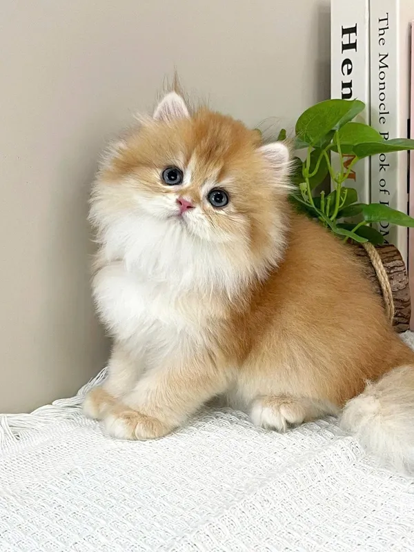 Бритаснский Элиты 4 Бритаснский Элиты 4