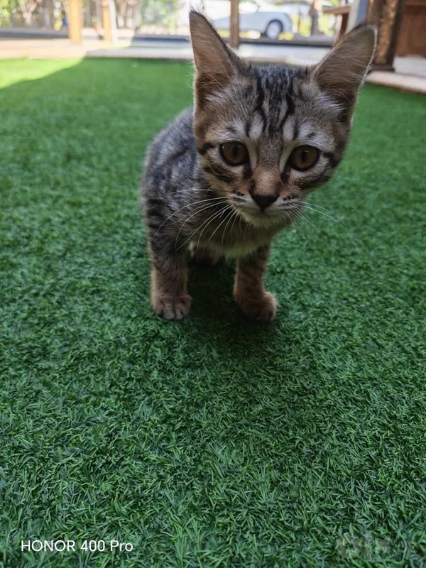 Uy mushuklar qiz va ogil 1 Uy mushuklar qiz va ogil 1