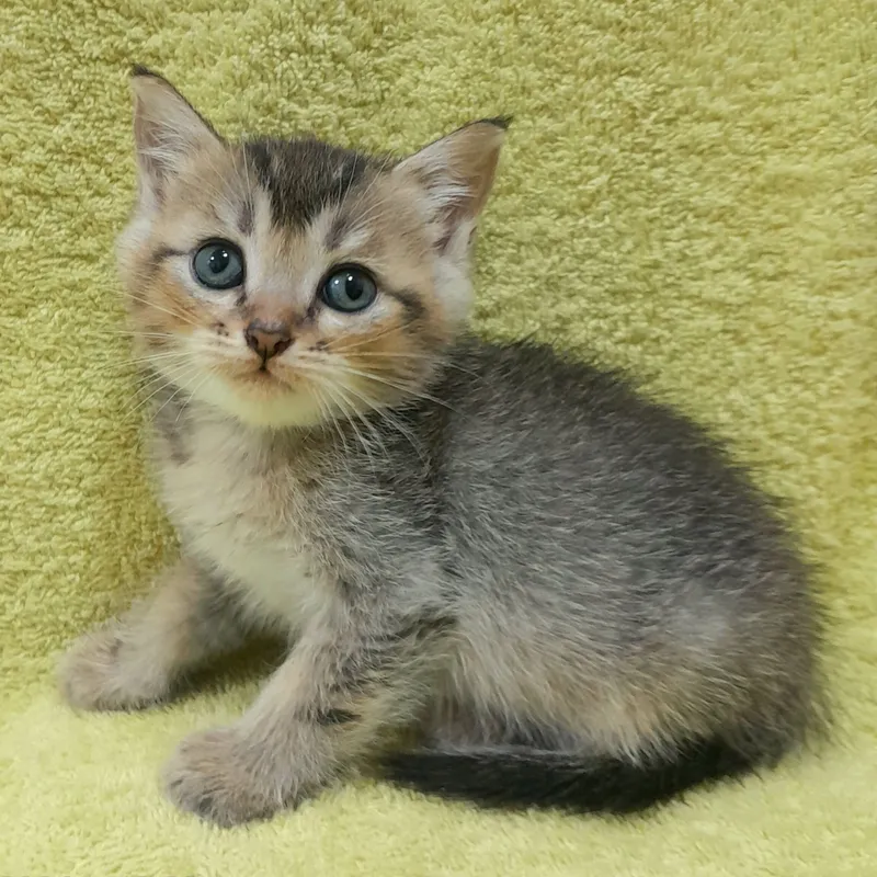 Продаются милые котята,шиншилла 5 Продаются милые котята,шиншилла 5