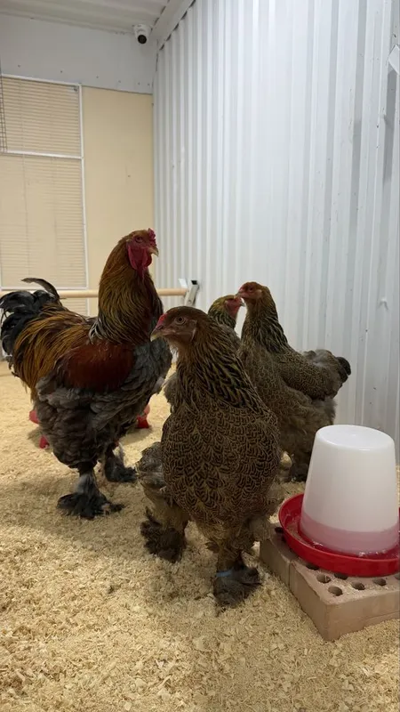Brama zotdor 1+3 sotiladi