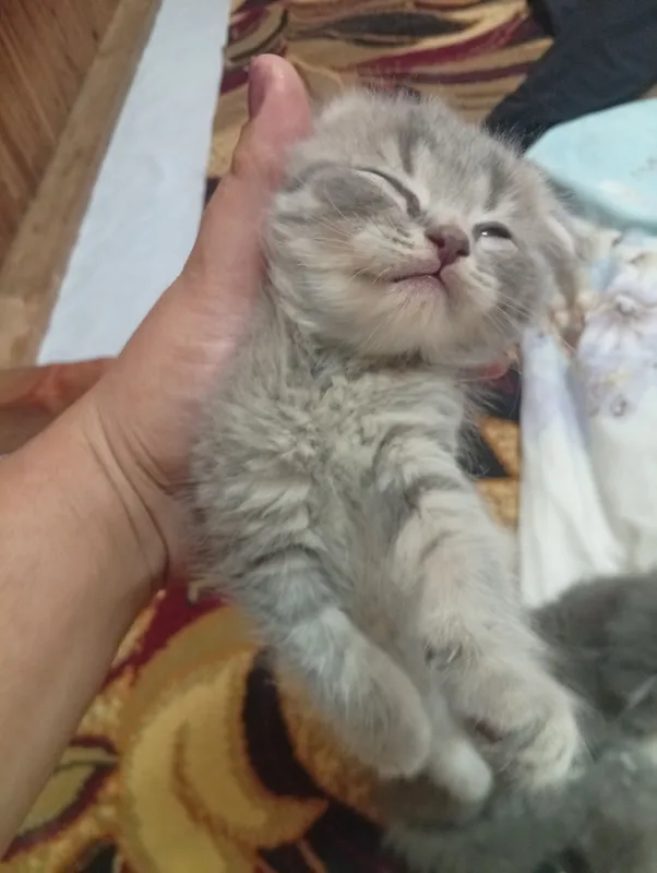 Scottish Fold— qulogi oldinga qayrilgan mushuk — фото 3