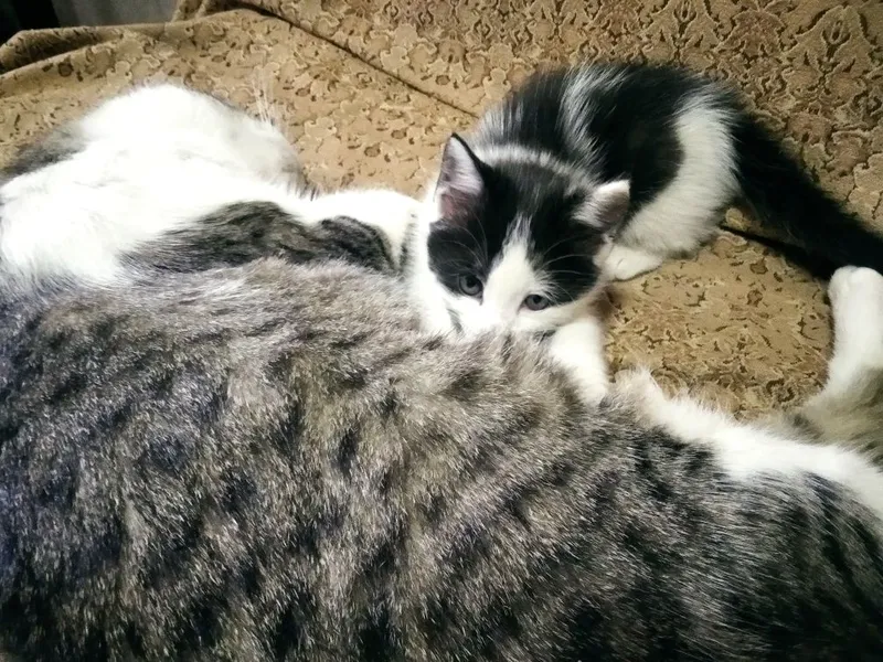 Котёнок от кошки мыше-крысоловки.