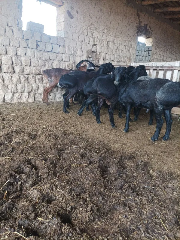 Quchqorla sotiladi semiz qulogʻlari butun — фото 4