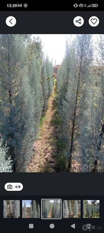 Arizonskiy kiparis sotiladi 4 Arizonskiy kiparis sotiladi 4