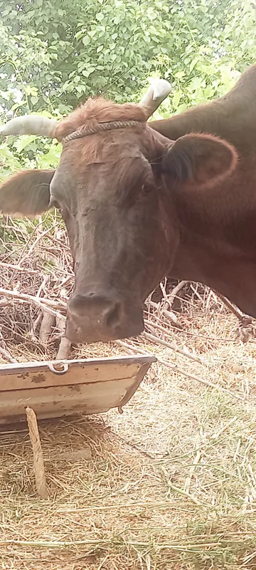 Arzon mol sotiladi