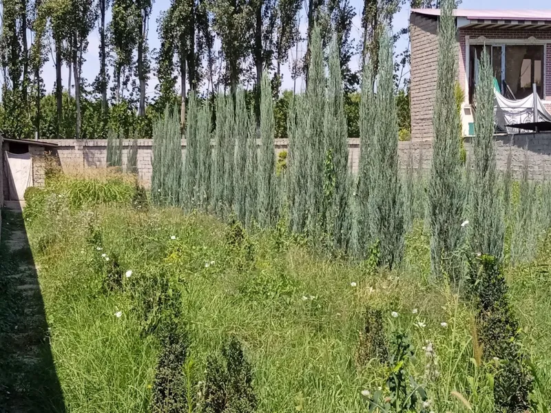 Harxil turdagi archalar va daraxtlar bor — фото 7