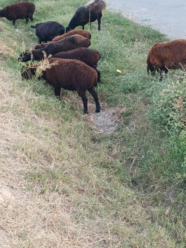 Assalomlekum Qoʻzilar Urgʻochi qoy Qochqor Bogʻoz Qoyla sotiladi 2 Assalomlekum Qoʻzilar Urgʻochi qoy Qochqor Bogʻoz Qoyla sotiladi 2