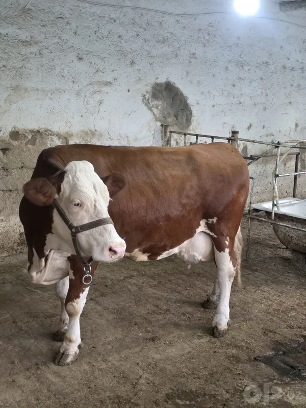 Semental Sotiladi 20 l sut beradi 6 Semental Sotiladi 20 l sut beradi 6