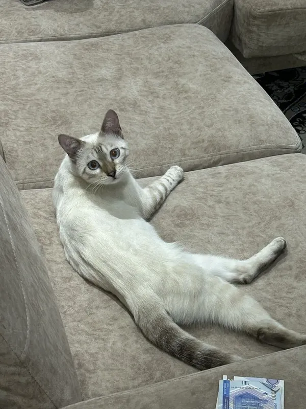 Бенгальская кошка — фото 2